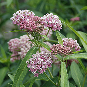 Swamp Milkweed